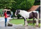 Equestrian Camp for girls "Osnabruck" with possibility of studing English or German languages 0