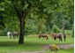 Equestrian Camp for girls "Osnabruck" with possibility of studing English or German languages 19