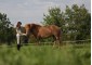 Munsterland. Equestrian Camp for girls 16