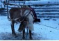 Bravo. Winter in Laplandiya 0