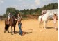 Summer equestrian camp VSedlo.ru    Horse riding summer camp VSedlo.ru    39
