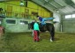 Hobbycamp spring horse camp VSedlo.ru     8